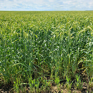 Redrock_2 Redrock Spring Forage Barley