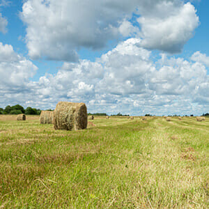 green-grassy-field-hay-stacks-sunny-summer-day-village-russia (1)
