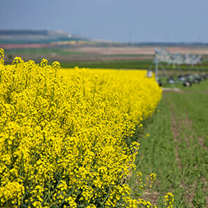 Canola Canola