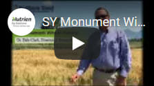 SY Monument Winter Wheat