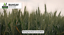 Ramsay-hard-red-winter-wheat