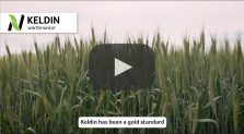 keldin