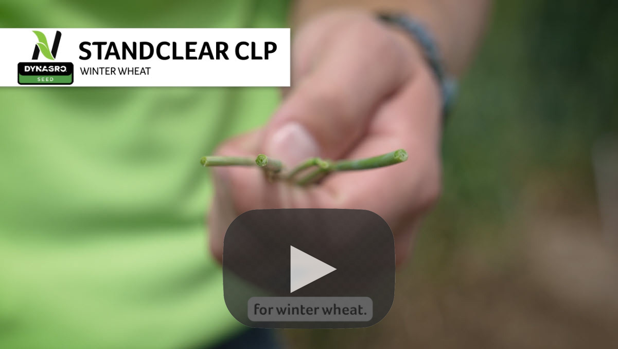 standclear clp