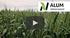 alum spring wheat