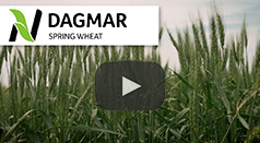 dagmar spring wheat
