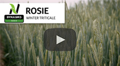 Rosie triticale