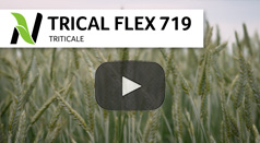 trical flex triticale